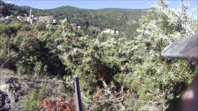 chasse pigeon corse migration