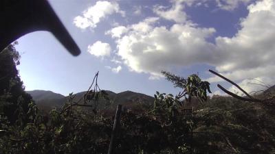 chasse pigeon corse migration