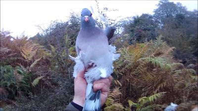 chasse pigeon corse migration