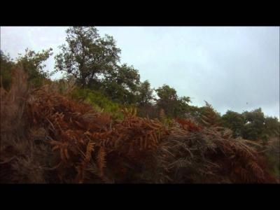 chasse pigeon corse migration