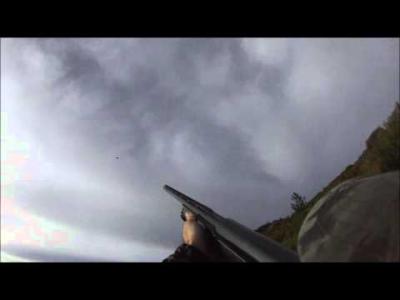 chasse pigeon corse migration