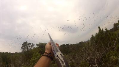 chasse pigeon corse migration