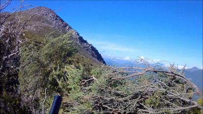 chasse pigeon corse migration