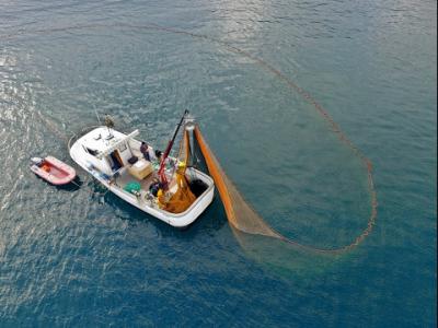 peche maquereau corse