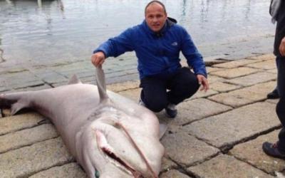 peche maquereau corse