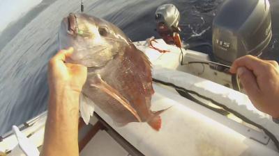 peche maquereau corse